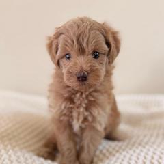 Female 2 - Apricot female Goldendoodle puppy in Modesto, California from Central Valley Canine Companions