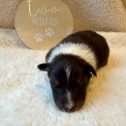 CHIP - Black white and tan male Shetland Sheepdog puppy in Livonia, Michigan from M7’s Shelties, Toonies & AussieDoodles