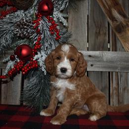 Sid - Red  male Goldendoodle puppy in Macedon, New York from Toodles Goldendoodles