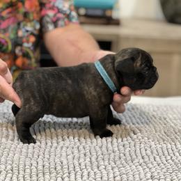 French Bulldog Puppies from Desert Madness Frenchies
