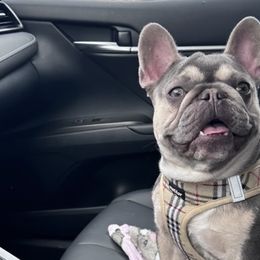 French Bulldogs from California French Bulldogs