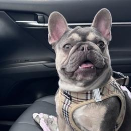 French Bulldogs from California French Bulldogs