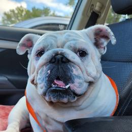 Goomba - Bulldog