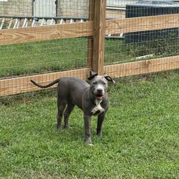 Mimosa - Blue female American Bully puppy in Virginia from Terminal Velocity Kennels LLC