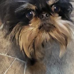 Squirt - Brussels Griffon