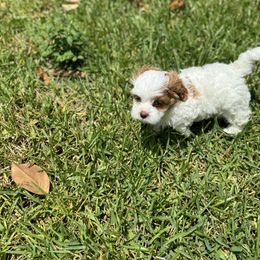 Cavapoo and Shihpoo Puppies from Haus of Doodles