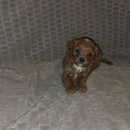 Tuck - Red male Cavapoo puppy in Dewey, Oklahoma from Lebel Cavapoos