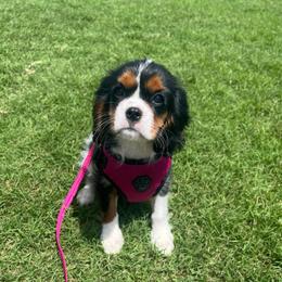 Posie - Tri-color female Cavalier King Charles Spaniel puppy in Forney, Texas from Small Town Cavaliers