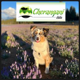 Australian Shepherd Puppies from Cherangani Hills Australian Shepherds