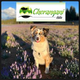 Australian Shepherd Puppies from Cherangani Hills Australian Shepherds