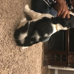 English Springer Spaniel Puppies from River’s Edge ~ English Springer Spaniels