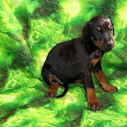 Purple - Black and rust female Doberman Pinscher puppy in Louisville, Kentucky from Ruiz Dobermans