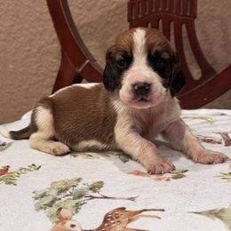 Steve - Mahogany and white male Basset Hound puppy in Inman, Nebraska from Sandhill Hounds of Nebraska