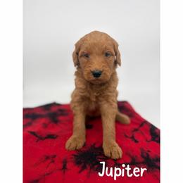Jupiter - Red  female Goldendoodle puppy in Smithfield, Kentucky from KBK9 Kennels