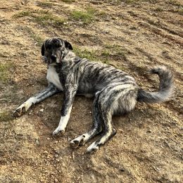 Wade - Anatolian Shepherd Dog