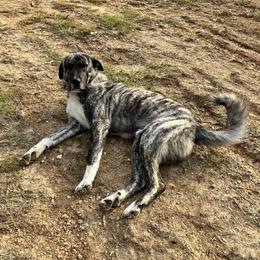 Wade - Anatolian Shepherd Dog