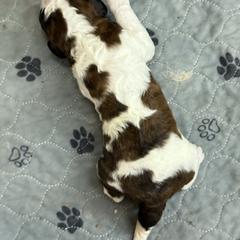 Boy 4 - Brown and white male Saint Berdoodle puppy in San Antonio, Texas from Mammoth Doodles