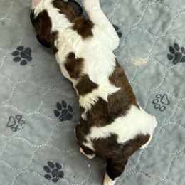 Boy 4 - Brown and white male Saint Berdoodle puppy in San Antonio, Texas from Mammoth Doodles