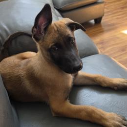 Belgian Malinois puppies from Love Belgian Malinois