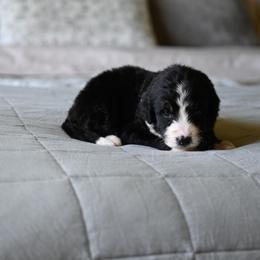Calista - Tri-color female Bernedoodle puppy in Grove, Oklahoma from Grand Lake Poodles & Doodles