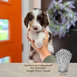 Enoki - Hot Pink Collar - Merle female Goldendoodle puppy in Garland, Texas from Twilight Doodles