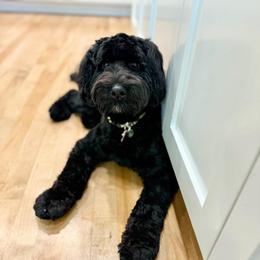 Tammy - Australian Labradoodle