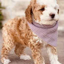Goldendoodle and Poodle Puppies from Doodle Puppy Parti