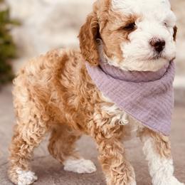 Goldendoodle and Poodle Puppies from Doodle Puppy Parti