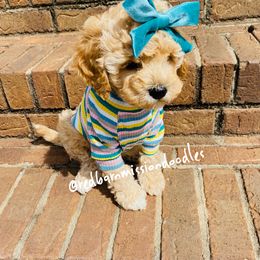 Goldendoodle Puppies from Red Barn Mission Farm