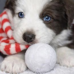 Holly - Red & white female Miniature Australian Shepherd puppy in Alexandria, Virginia from Fairfax Aussies