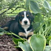 Astro- Blue - Black, white and red male Greater Swiss Mountain Dog puppy in Honey Brook, Pennsylvania from Sweet Stream Swissies