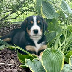 Astro- Blue - Black, white and red male Greater Swiss Mountain Dog puppy in Honey Brook, Pennsylvania from Sweet Stream Swissies