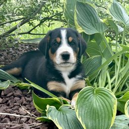Astro- Blue - Black, white and red male Greater Swiss Mountain Dog puppy in Honey Brook, Pennsylvania from Sweet Stream Swissies