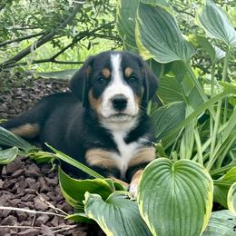Astro- Blue - Black, white and red male Greater Swiss Mountain Dog puppy in Honey Brook, Pennsylvania from Sweet Stream Swissies