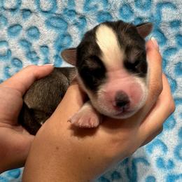 AKC Kona - Gray and white male Siberian Husky puppy in Centreville, Maryland from Huskies By the Bay