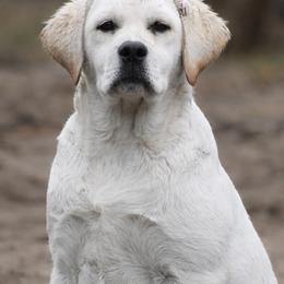 Pocohontas - Yellow female Labrador Retriever puppy in Morriston, Florida from Penny Lane Labradors