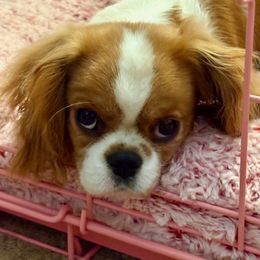 Poppy - Blenheim female Cavalier King Charles Spaniel puppy in Greenvillle, South Carolina from Ellis Family Cavaliers