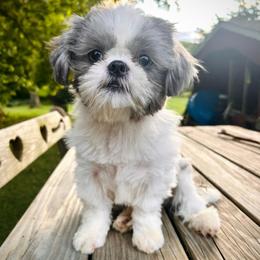 Phoebe - Shih Tzu