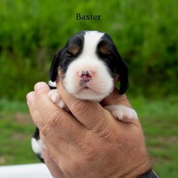 Baxter - Black white and tan male English Springer Spaniel puppy in Manchester, Kentucky from Appalachian Kennels
