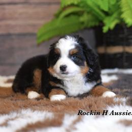BTM 3 - Black tri male Toy Australian Shepherd puppy in Russellville, Arkansas from Rockin H Aussies