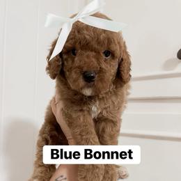 Blue Bonnet (Our Lone Star State litter) - Red  female Goldendoodle puppy in Hopkins County, Texas from Boutique Doodles