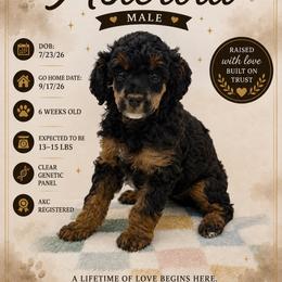 Asteroid - Phantom male Poodle puppy in Grass Valley, California from Sapphire Ridge Poodles
