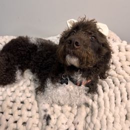 Mooches - Labradoodle
