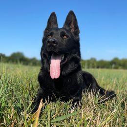 German Shepherds from R3 Workingline Shepherds