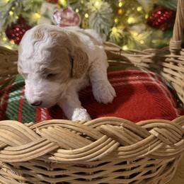 Prancee - Parti female Goldendoodle puppy in Indian Mound, Tennessee from Dana Walters