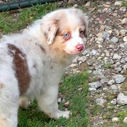 Joy - Red merle female Australian Shepherd puppy in Red Oak, Texas from Wildwing Aussies