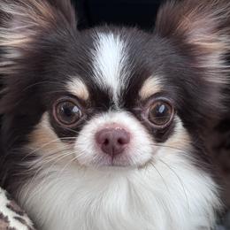 Kenzo - Chihuahua
