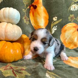 Willow - Blue merle female Aussiedoodle puppy in York, Pennsylvania from Puppies at The Happy Acre Farm