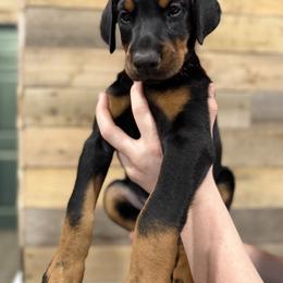 Stanley - Black and rust male Doberman Pinscher puppy in Croswell, Michigan from Exceptional Dobermans