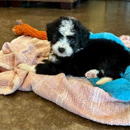 Brew - Black tri-color male Aussiedoodle puppy in Edgar Springs, Missouri from Scott’s Aussies LLC